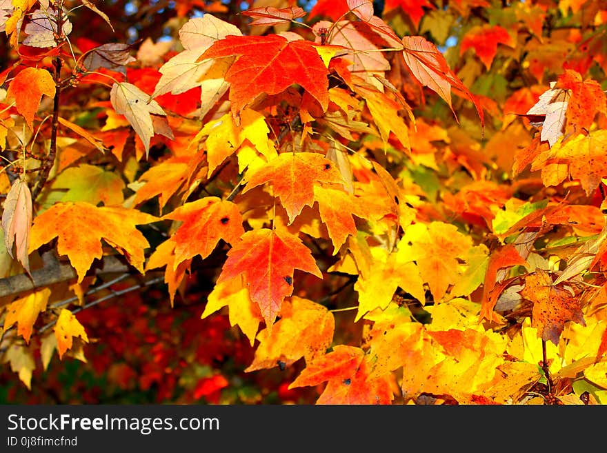 Maple Leaf, Autumn, Leaf, Yellow