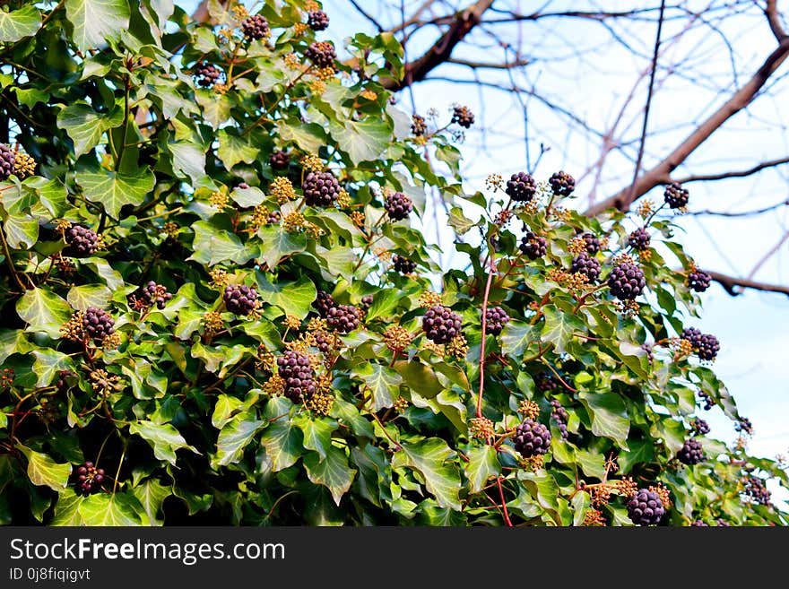 Plant, Leaf, Berry, Flora