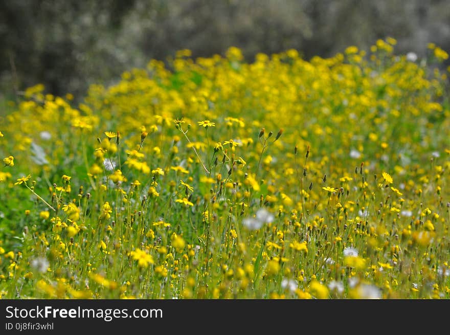 Flower, Yellow, Meadow, Flora