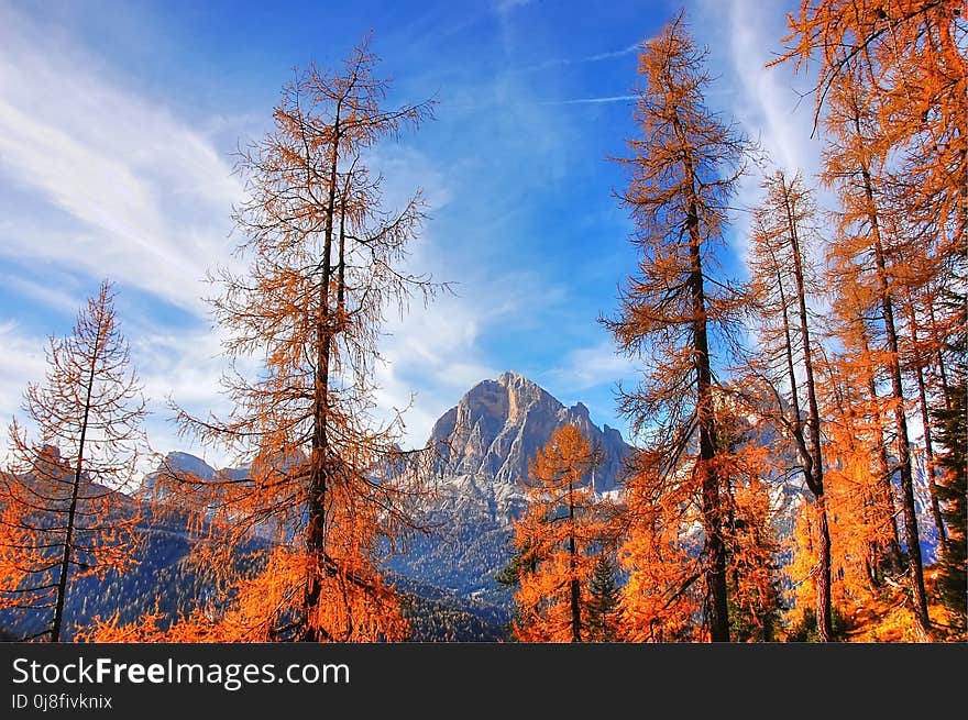 Nature, Tree, Sky, Ecosystem