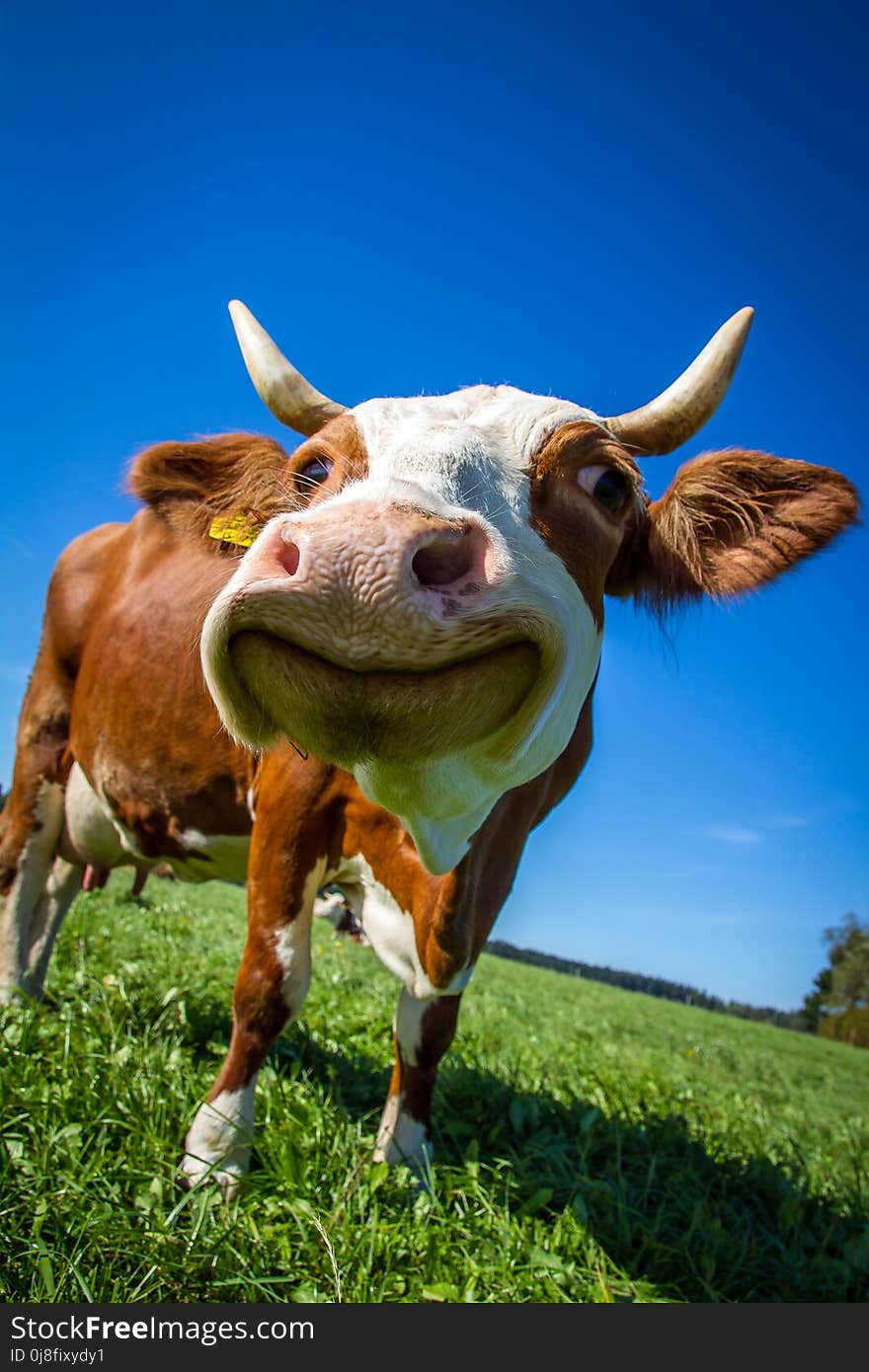 Dairy Cow, Cattle Like Mammal, Grass, Sky