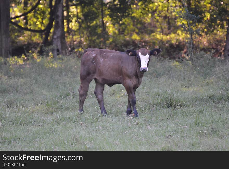 Cattle Like Mammal, Pasture, Grazing, Wildlife