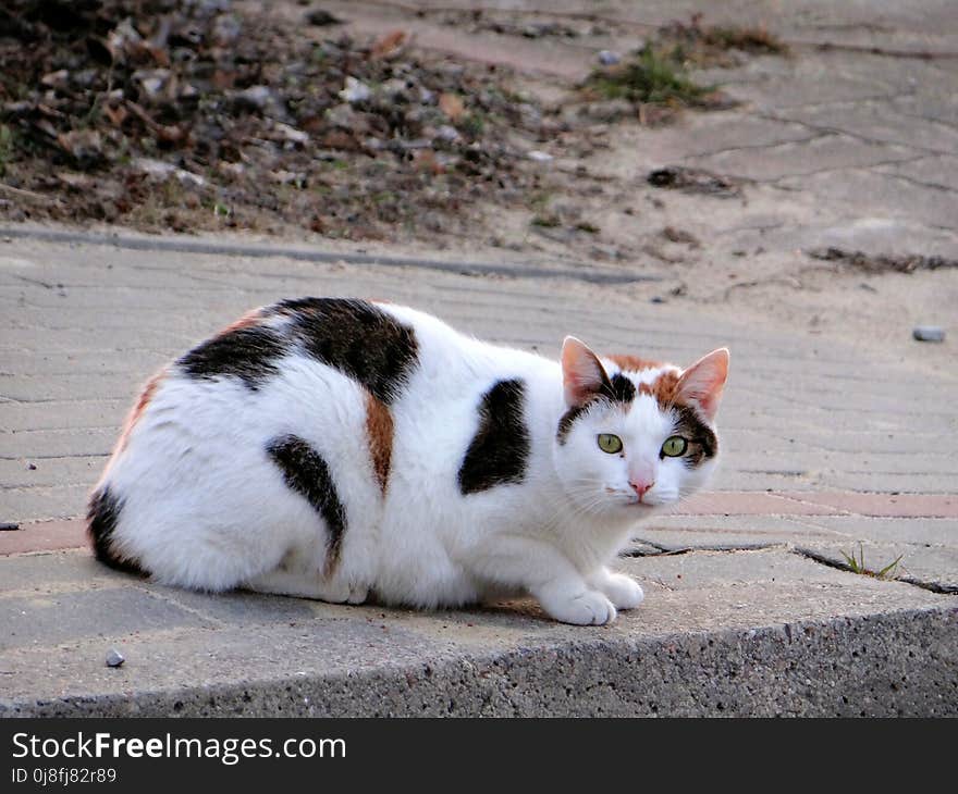 Cat, Fauna, Small To Medium Sized Cats, Cat Like Mammal