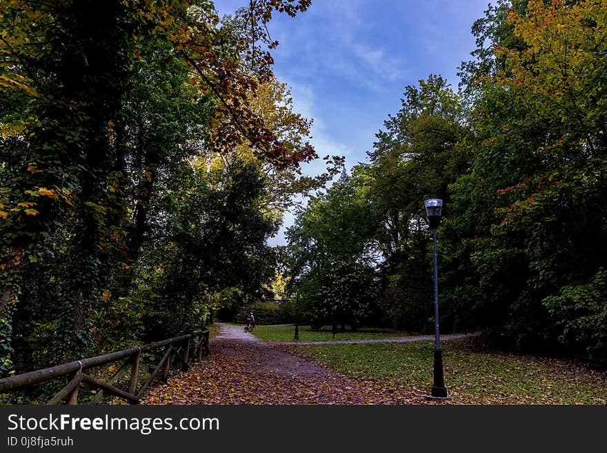 Leaf, Nature, Tree, Sky