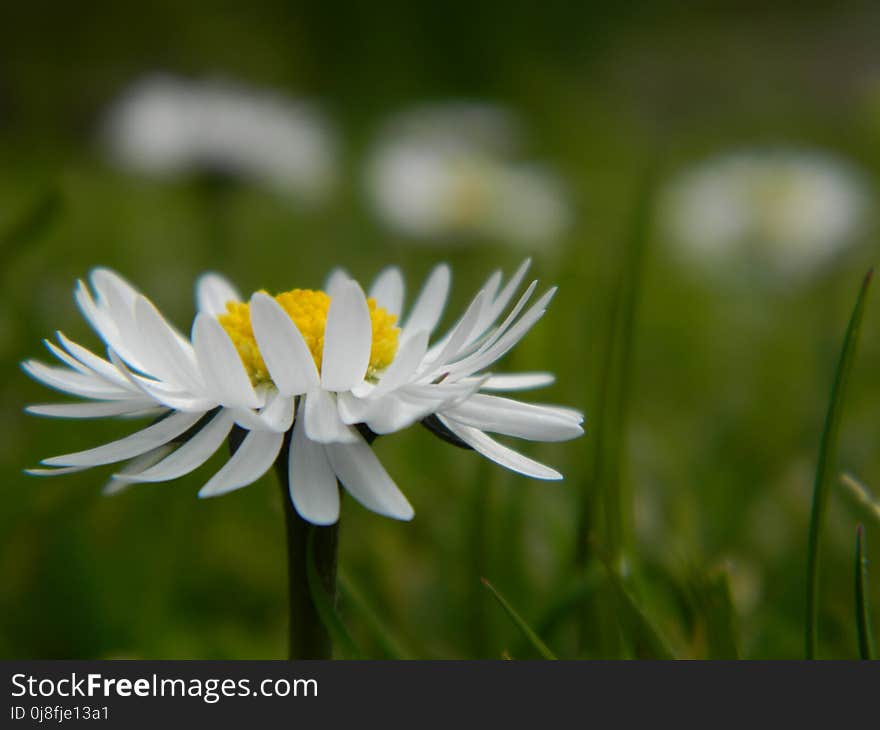 Flower, Oxeye Daisy, Flora, Daisy