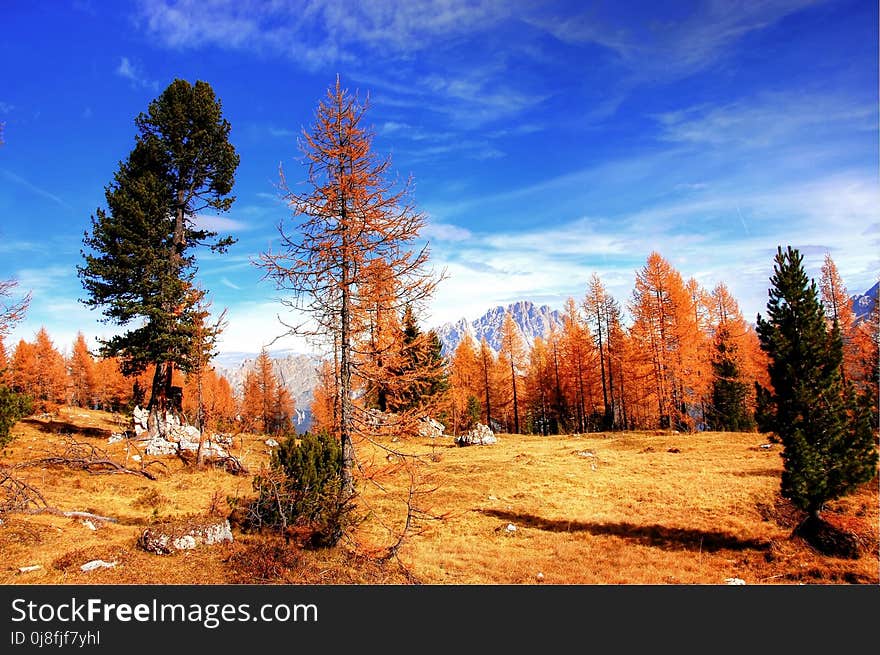 Nature, Sky, Tree, Wilderness