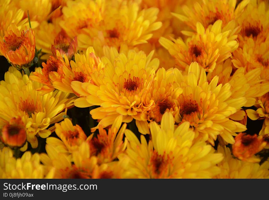 Flower, Yellow, Flowering Plant, Chrysanths