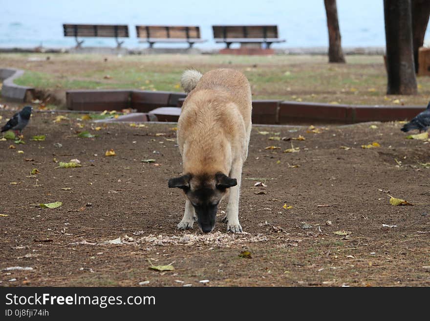 Fauna, Wildlife, Dog Breed Group, Street Dog