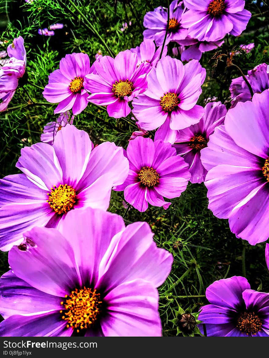 Flower, Garden Cosmos, Flora, Plant