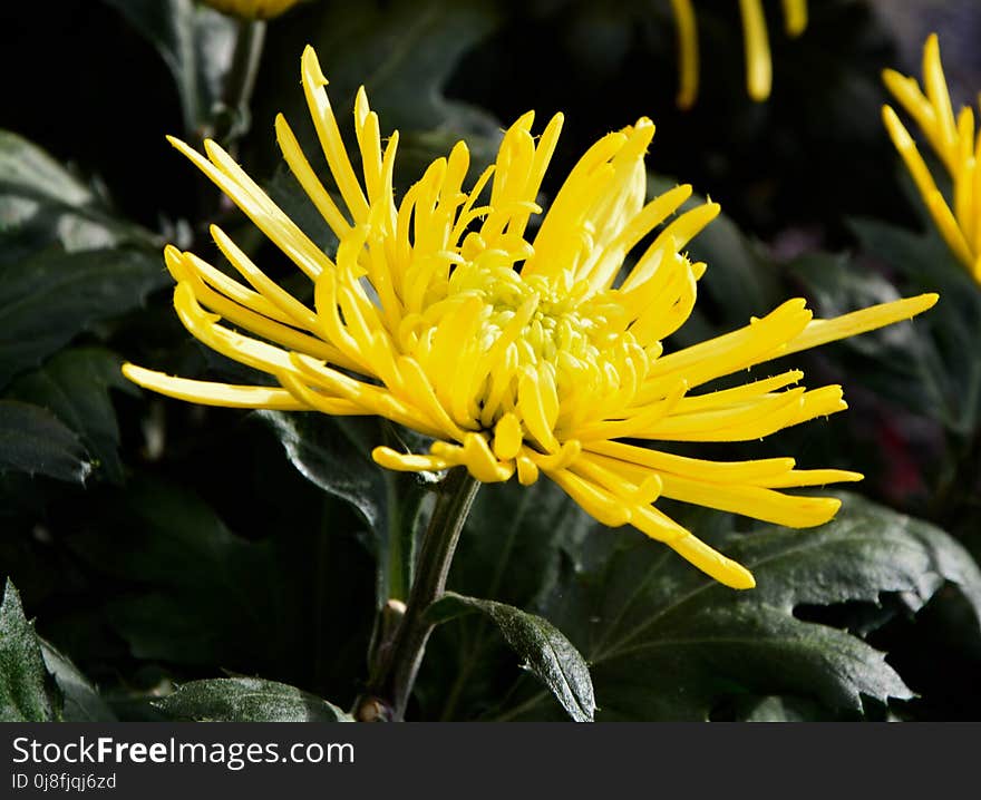 Flower, Yellow, Flora, Plant