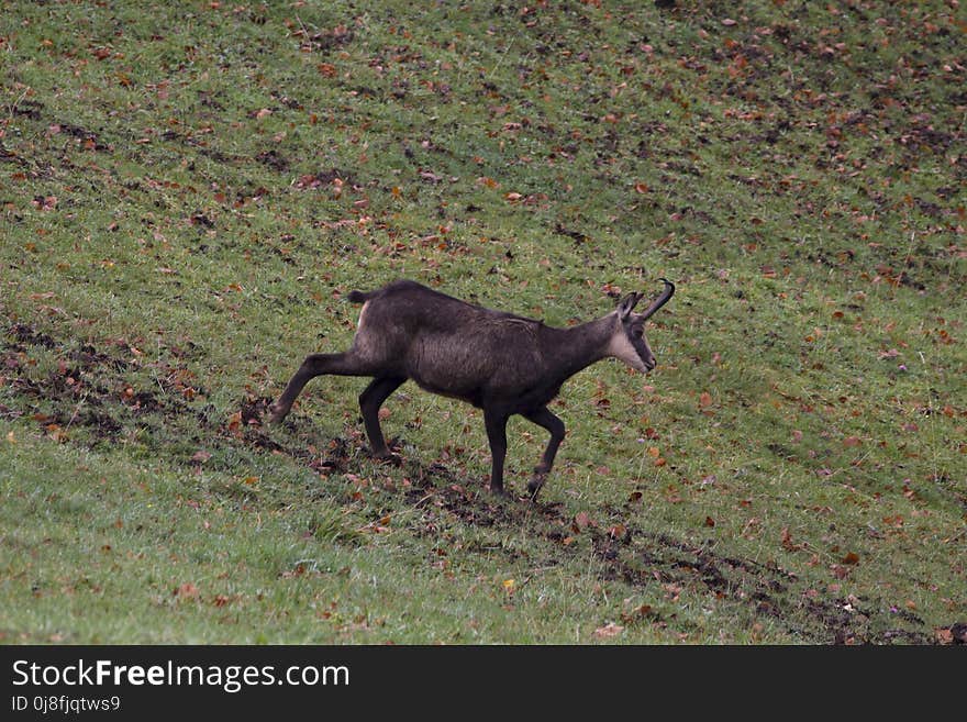 Wildlife, Fauna, Grass, Deer