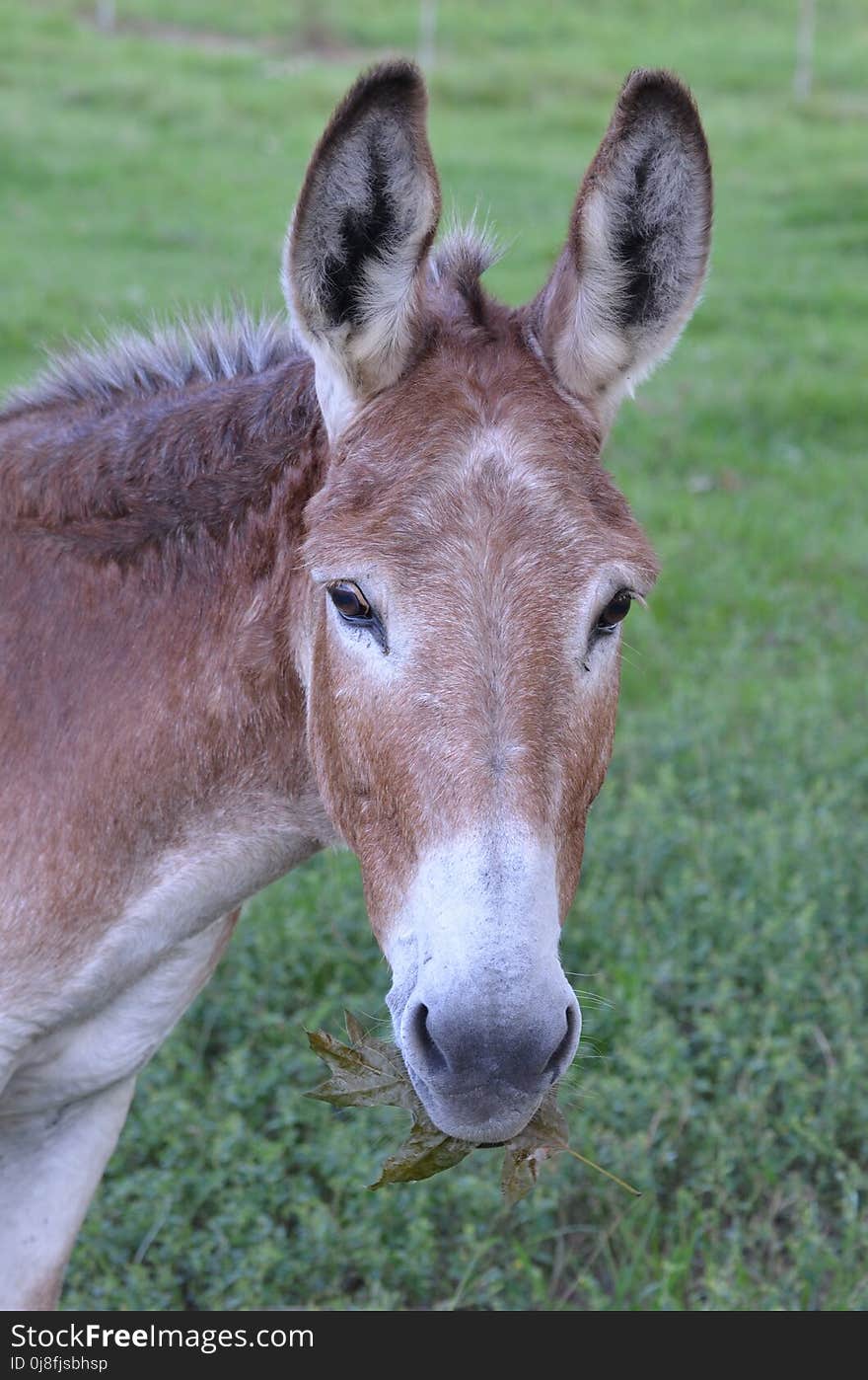 Donkey, Fauna, Horse Like Mammal, Wildlife