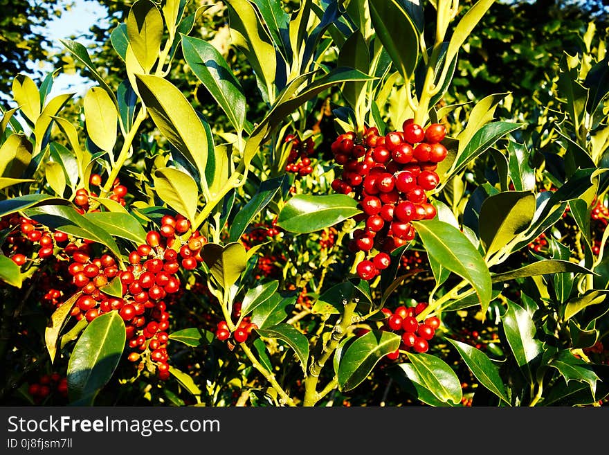 Plant, Aquifoliaceae, Fruit, Heteromeles