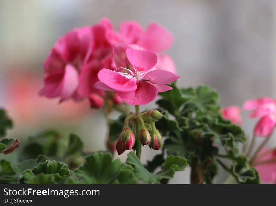 Flower, Pink, Plant, Flora