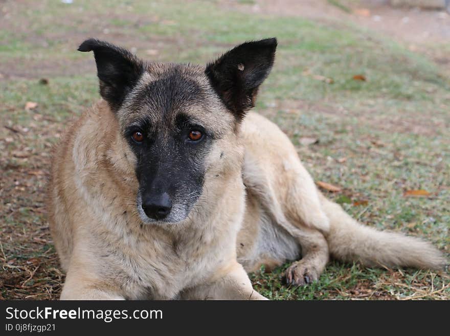 Dog, Dog Breed, Dog Like Mammal, Kunming Wolfdog