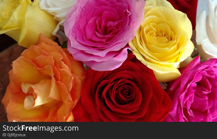 Flower, Rose, Rose Family, Yellow