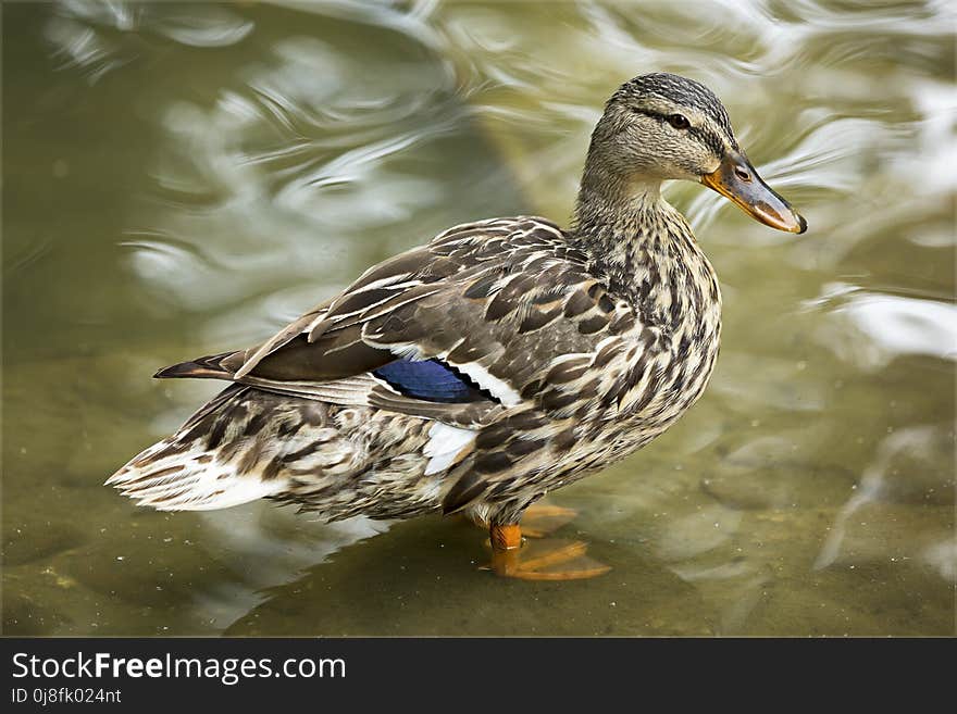 Bird, Duck, Mallard, Water