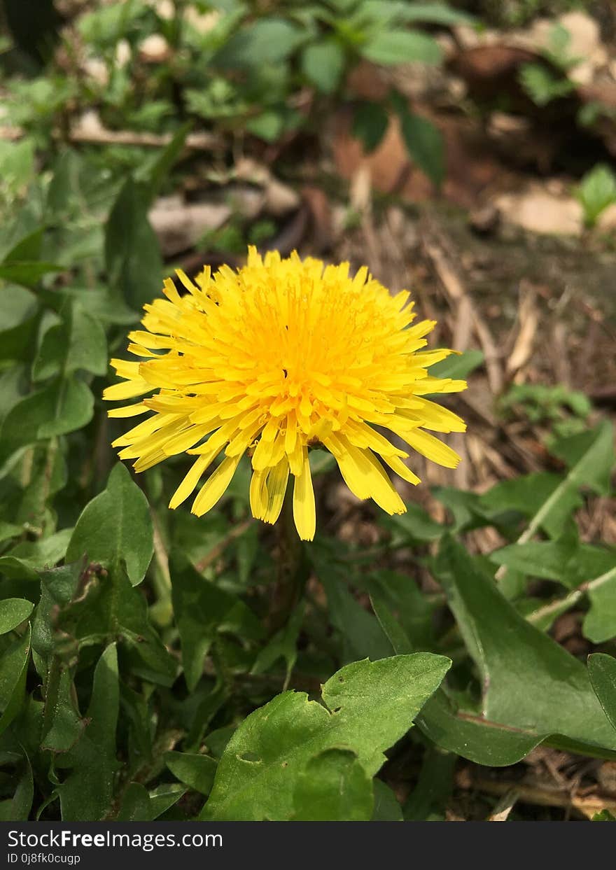 Flower, Dandelion, Sow Thistles, Plant