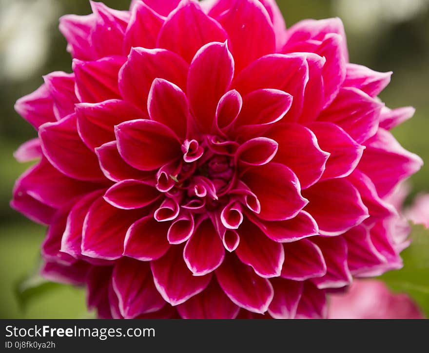 Flower, Flowering Plant, Plant, Dahlia