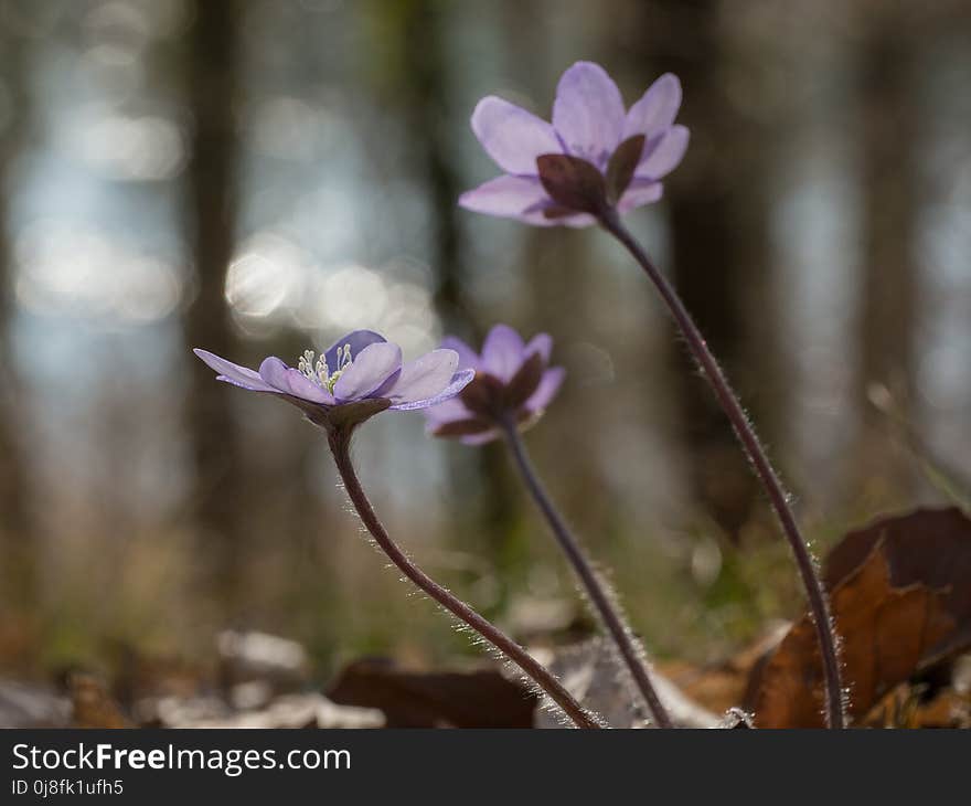 Flower, Plant, Flora, Spring