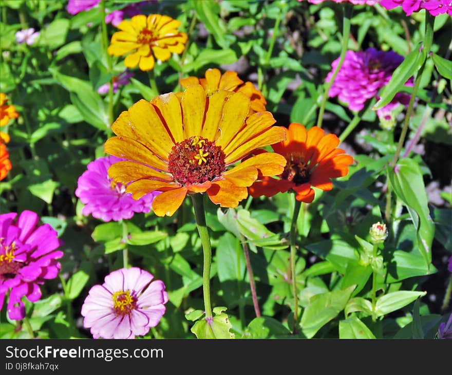 Flower, Plant, Garden Cosmos, Flora