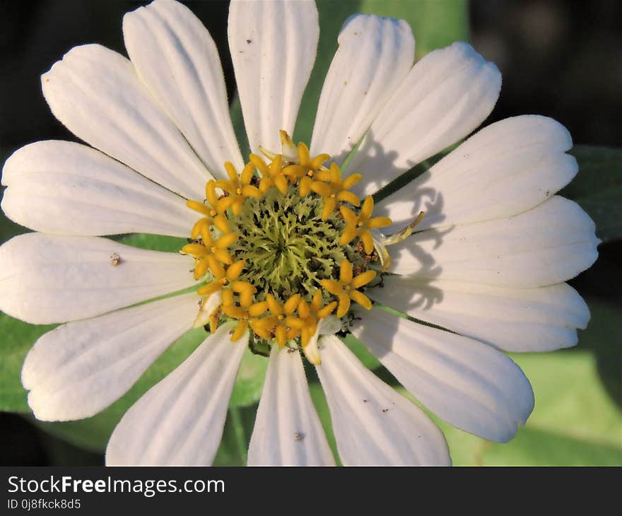 Flower, Flora, Wildflower, Pollen