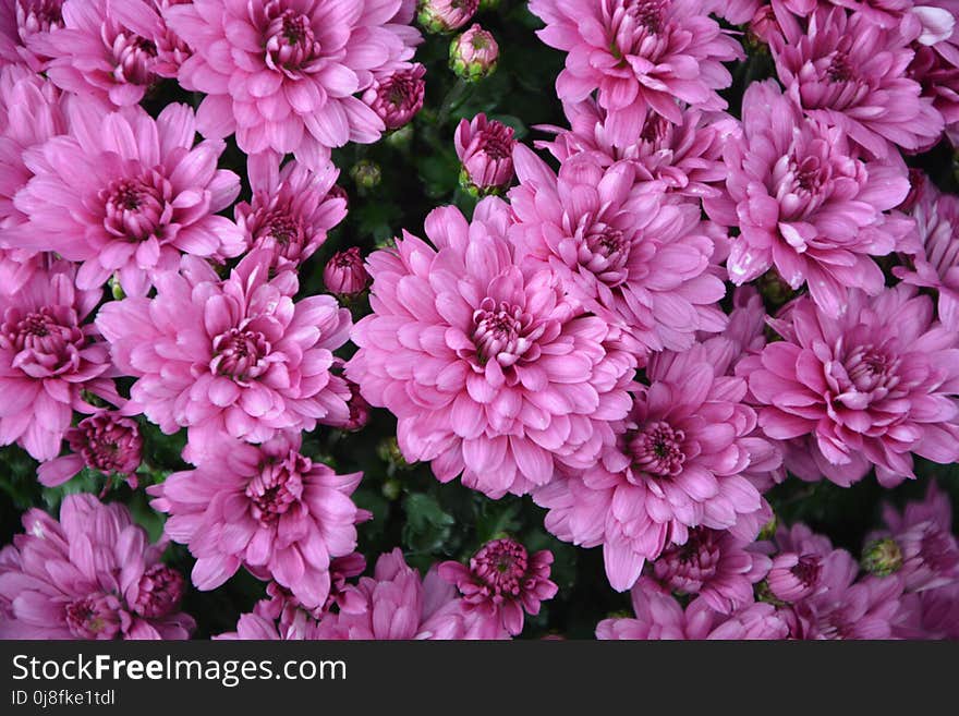 Flower, Pink, Plant, Chrysanths