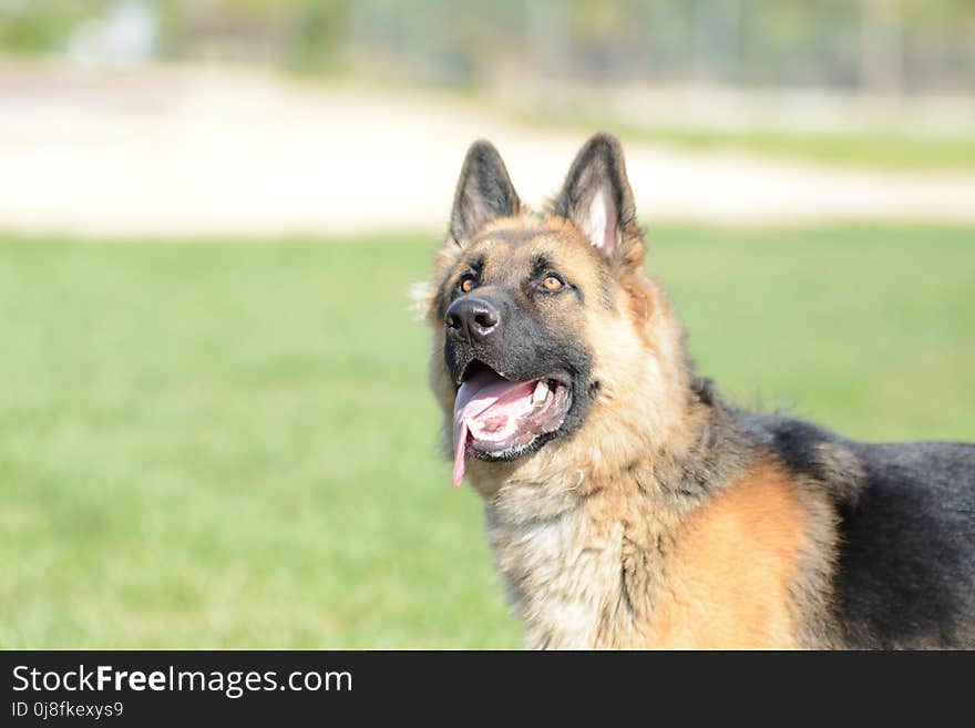 Dog, Old German Shepherd Dog, Dog Like Mammal, Dog Breed