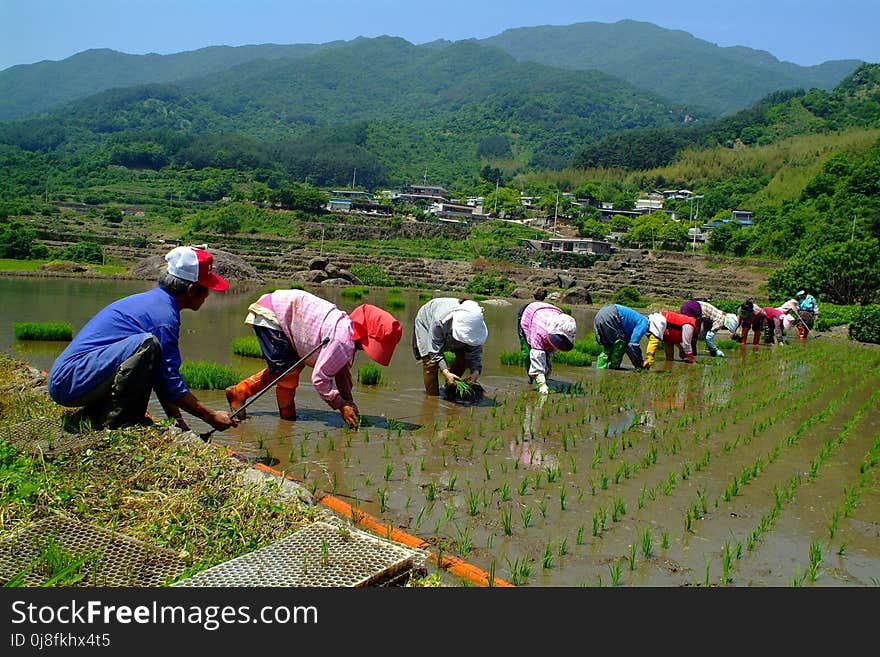 Agriculture, Plant, Field, Rural Area