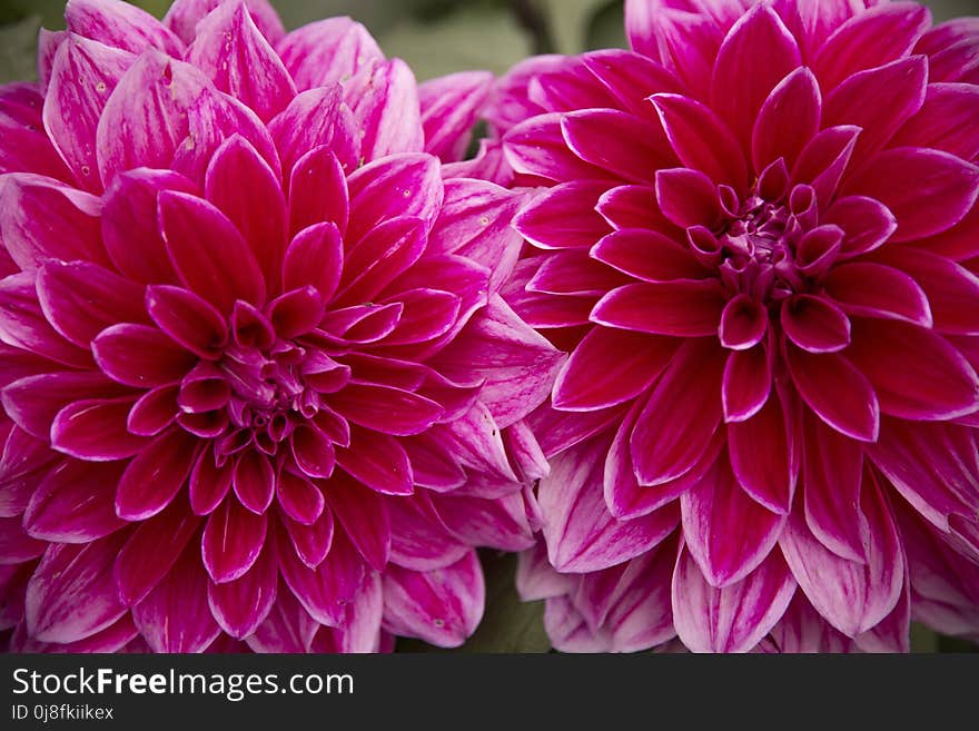 Flower, Flowering Plant, Dahlia, Pink