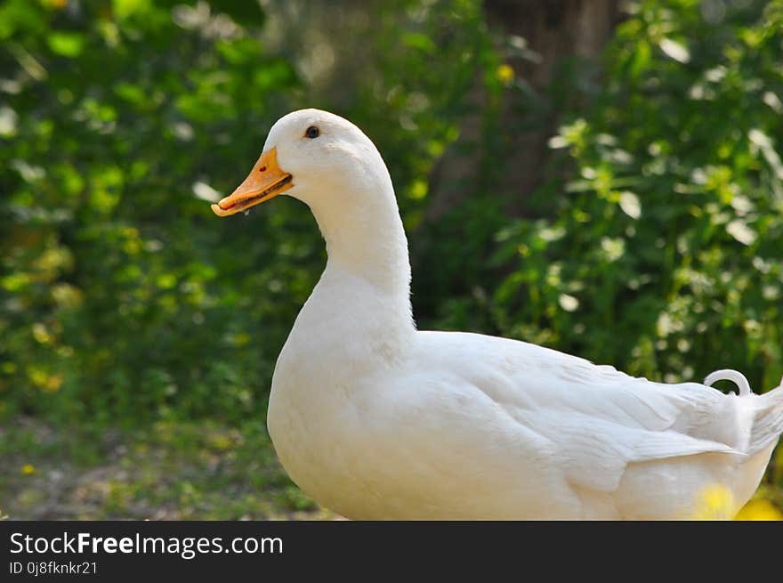 Bird, Water Bird, Duck, Ducks Geese And Swans