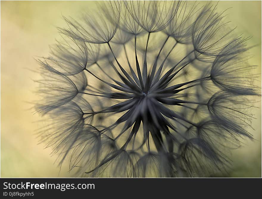 Flower, Flora, Dandelion, Close Up