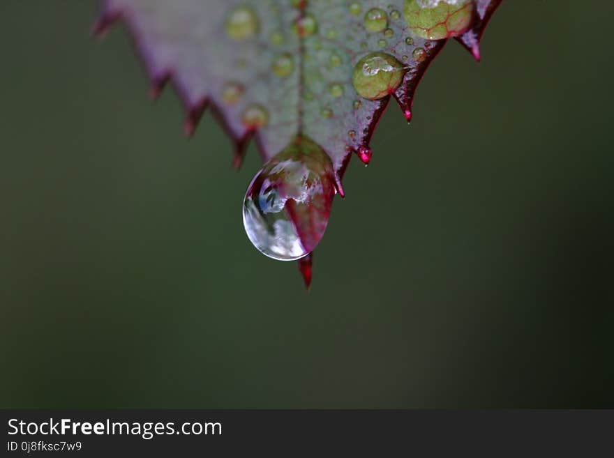 Water, Leaf, Drop, Dew