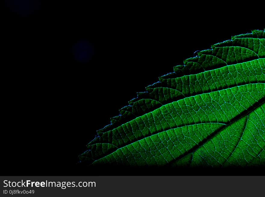 Green, Leaf, Atmosphere, Close Up