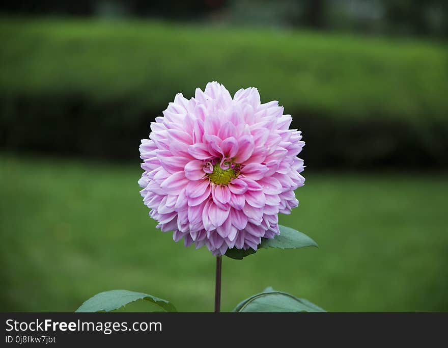 Flower, Pink, Plant, Flora