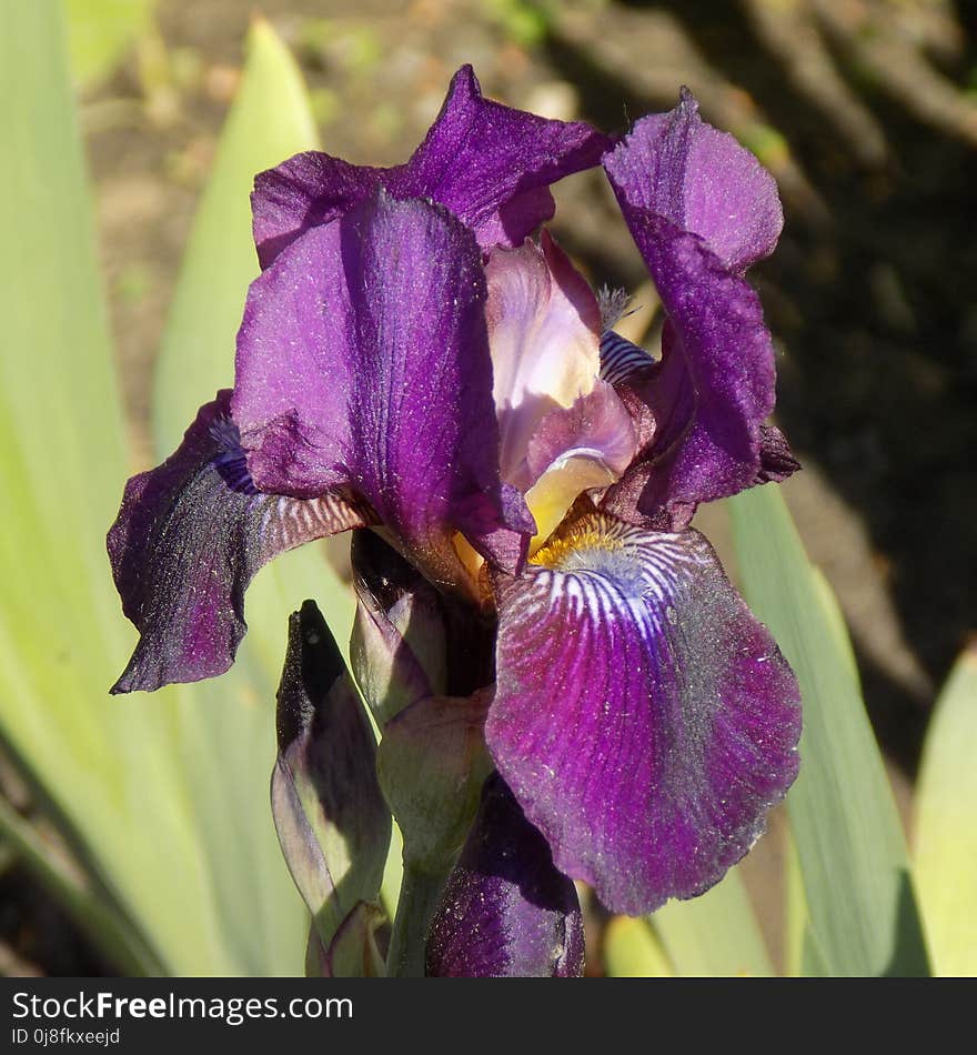 Flower, Plant, Flowering Plant, Purple