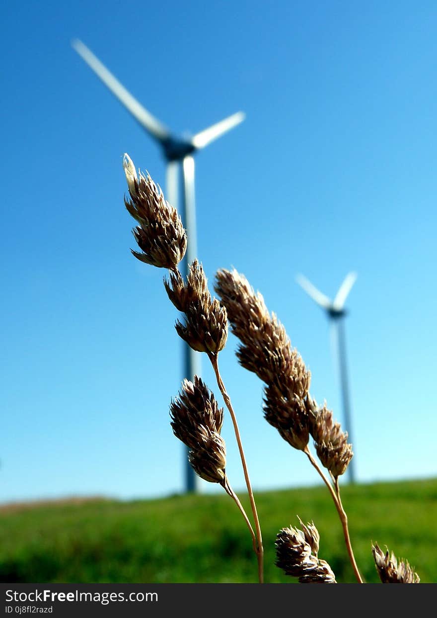 Sky, Grass, Grass Family, Flora