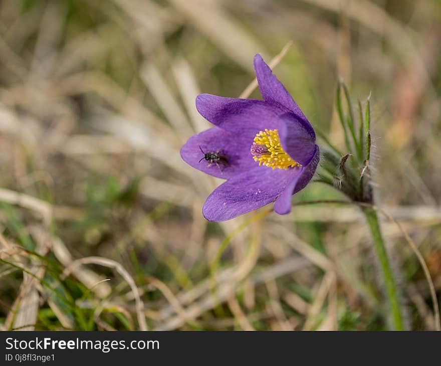 Flower, Flora, Plant, Purple