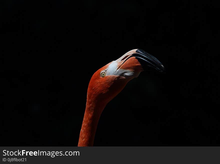 Beak, Water Bird, Bird, Close Up