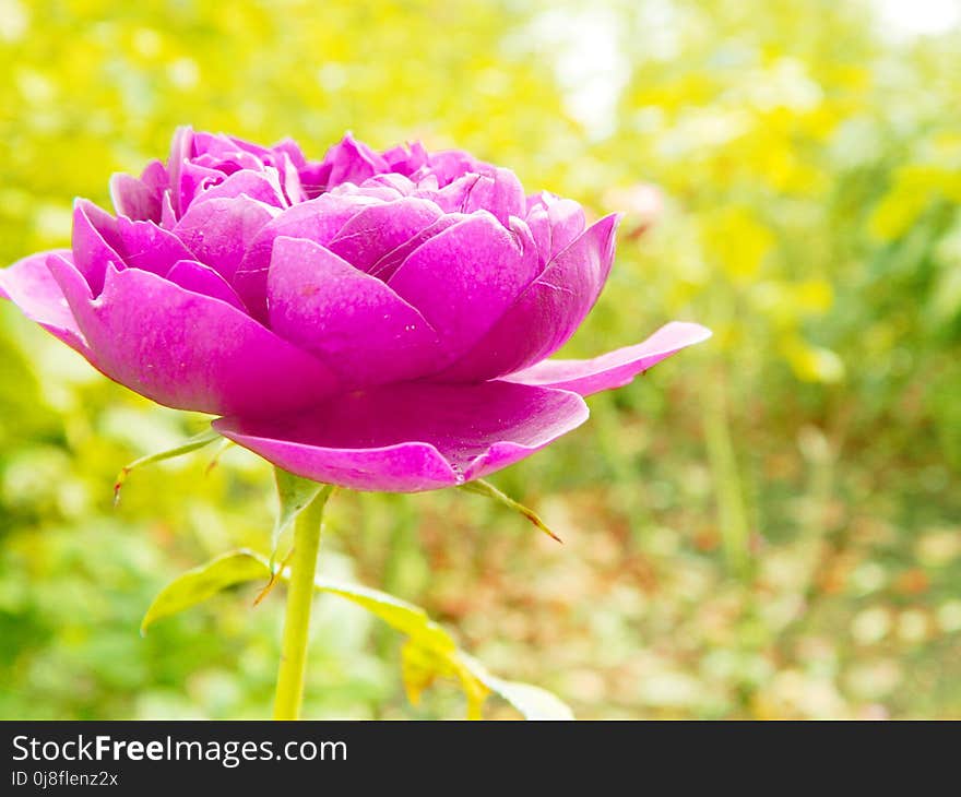 Flower, Purple, Petal, Close Up