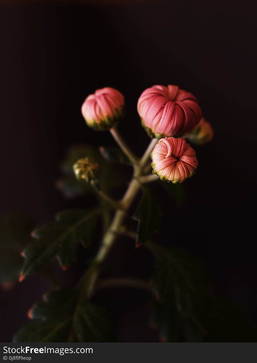 Flower, Plant, Flora, Close Up