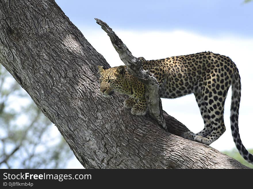 Leopard, Wildlife, Terrestrial Animal, Mammal