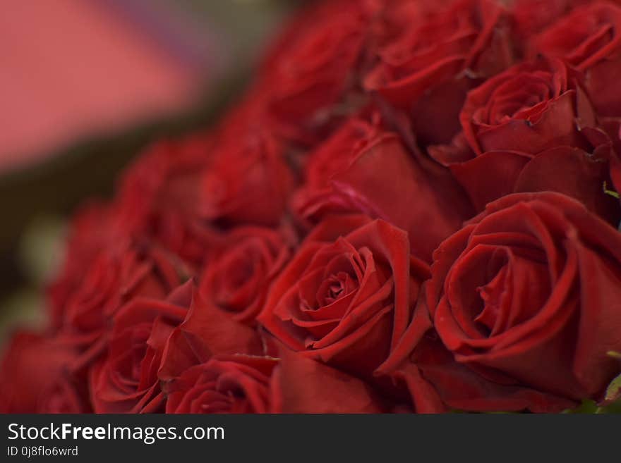 Flower, Rose, Red, Garden Roses