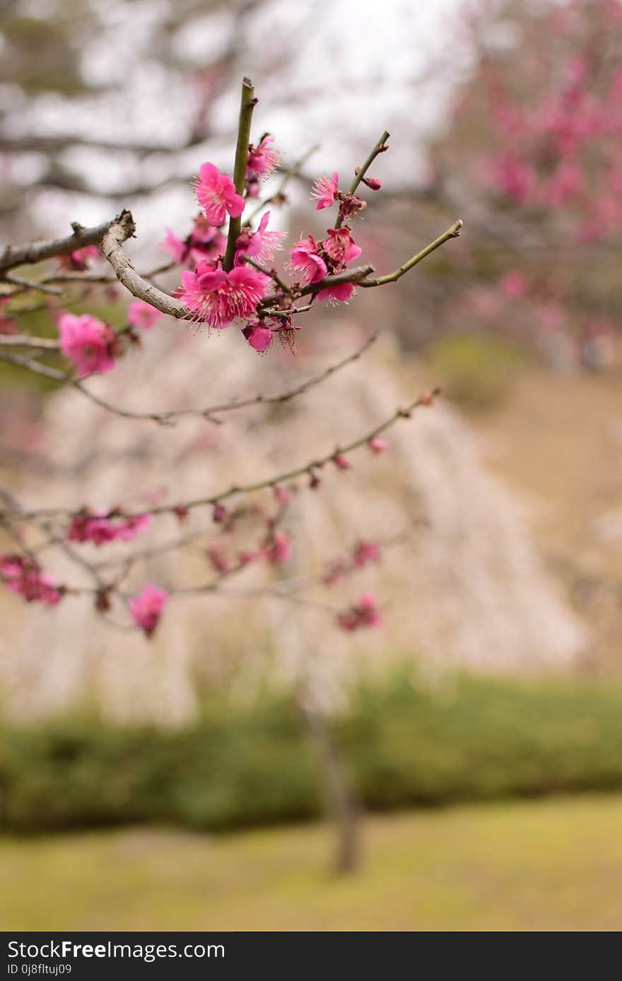 Flower, Blossom, Pink, Branch