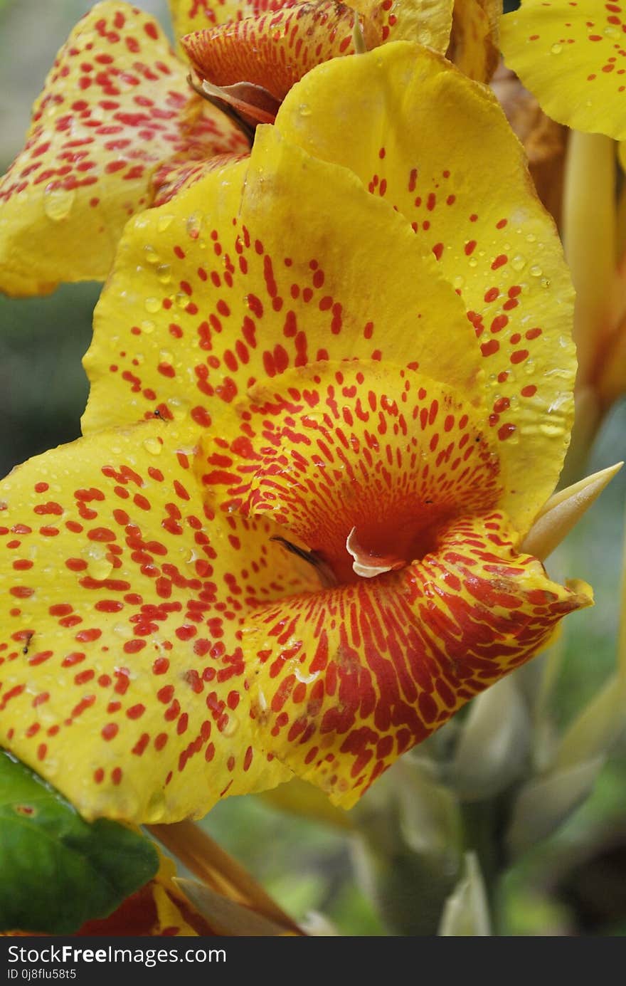 Flower, Flowering Plant, Yellow, Flora