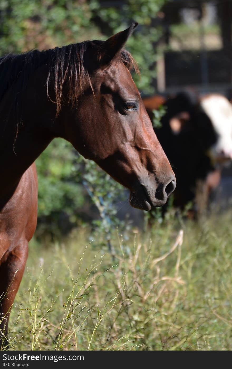 Horse, Halter, Mane, Bridle