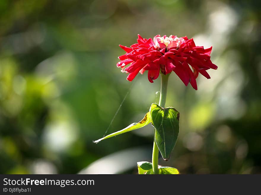 Flower, Flora, Plant, Flowering Plant