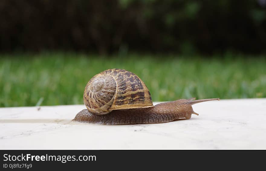 Snails And Slugs, Snail, Molluscs, Terrestrial Animal