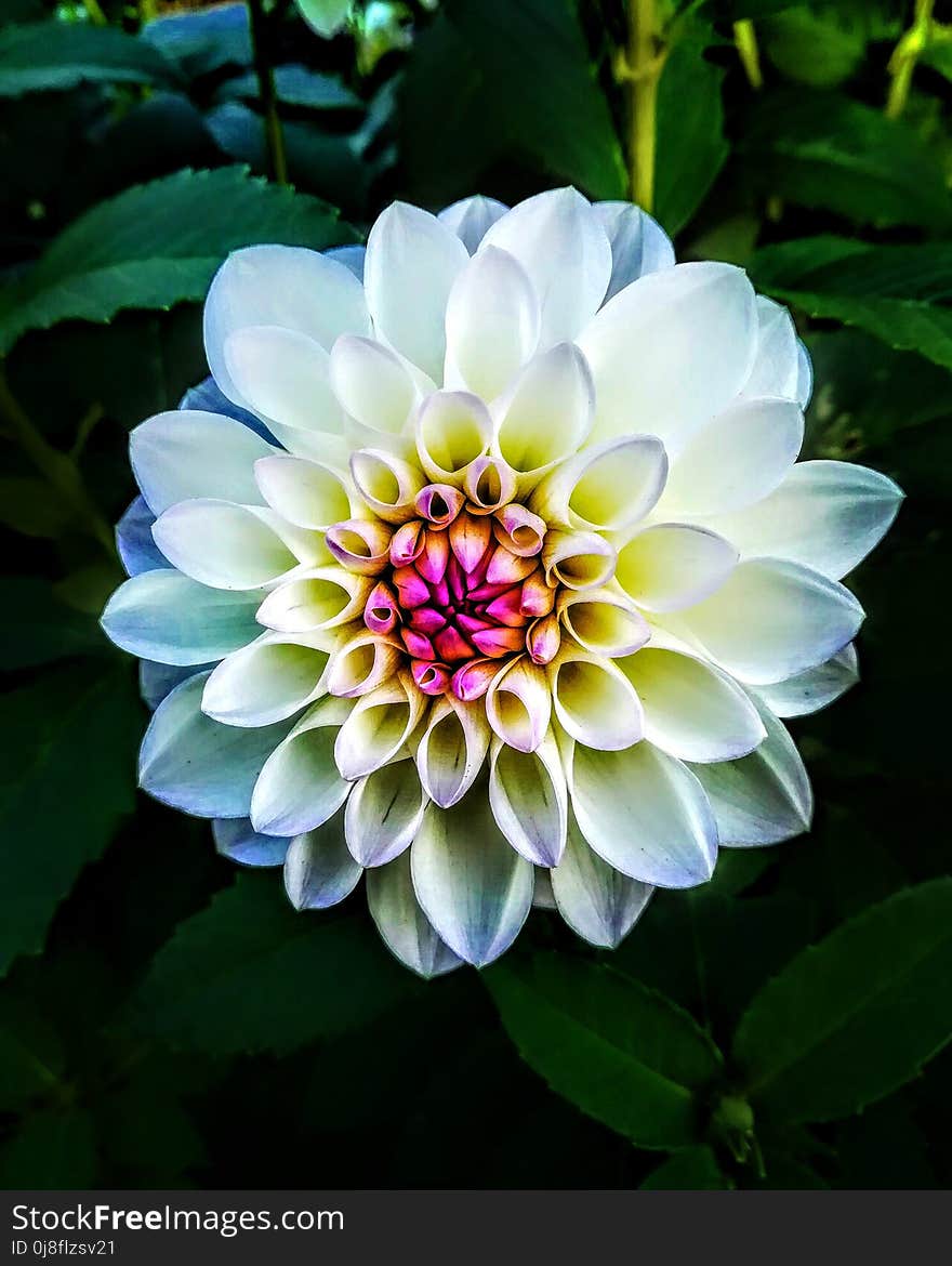 Flower, Plant, Flora, Dahlia