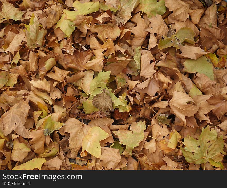 Leaf, Deciduous, Autumn, Soil